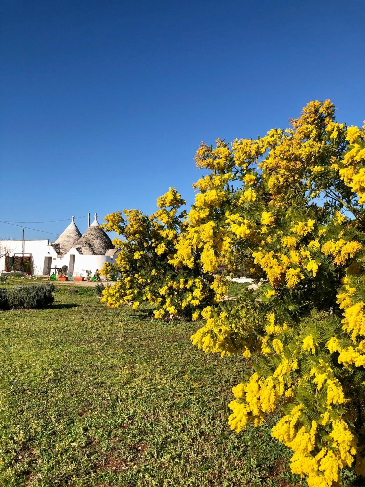 Trullo Trilli Puglia Villa Martina Franca Buitenkant foto